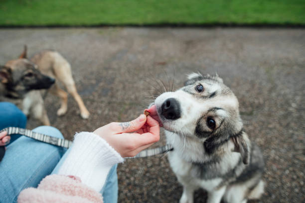 Good Boy! Over the shoulder view of a woman feeding her adopted mixed breed dog a treat in the North East of England in a pubic park while obedient training. They are on a daily walk during lockdown. rescued dog stock pictures, royalty-free photos & images