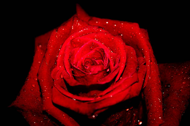 istock Red rose closeup on black background for valentine's day. 1297008626
