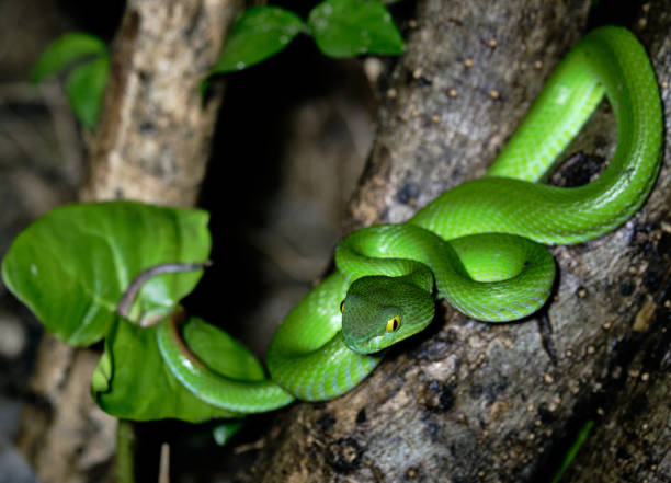 istock Beautiful large eyed viper ready to hunt at night 1297008759