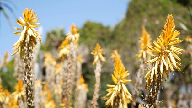 アロエ多肉植物黄色の花、 カリフォルニア州アメリカ合衆国.砂漠の植物乾燥気候自然植物の背景をクローズアップ。アロエベラの鮮やかなオレンジの花。アメリカのガーデニング、サボテ� - desert flower california cactus ストックフォトと画像
