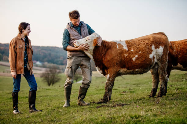Smiling man and woman standing with cow at farm Young woman smiling at man touching cow in field domestic cattle stock pictures, royalty-free photos & images
