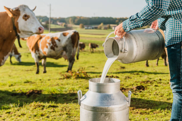 istock Farmer pouring raw milk into metal milkcans 1297011414