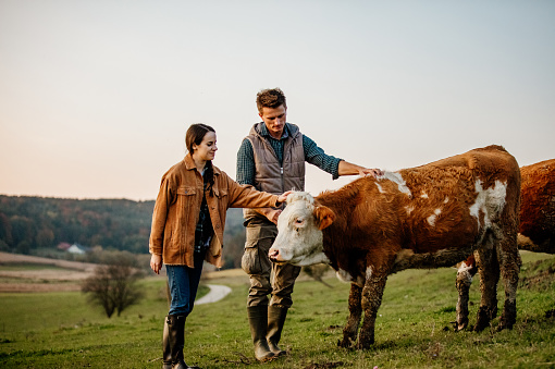 Young man and woman stroking cow in field
