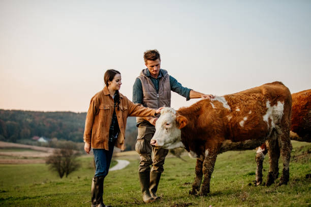 Smiling man and woman standing with cow at farm Young man and woman stroking cow in field two cows stock pictures, royalty-free photos & images