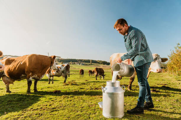 istock Farmer pouring raw milk into metal milkcans 1297011439