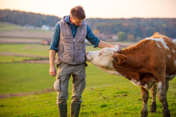 Young man looking at cow in field Young man looking at cow in field calf ranch field pasture stock pictures, royalty-free photos & images