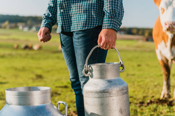 istock Farmer pouring raw milk into metal milkcans 1297011477