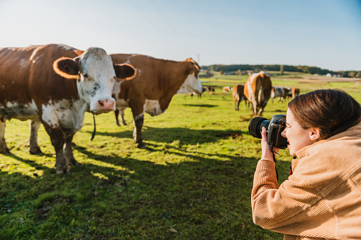 Woman Taking Picture of a cows