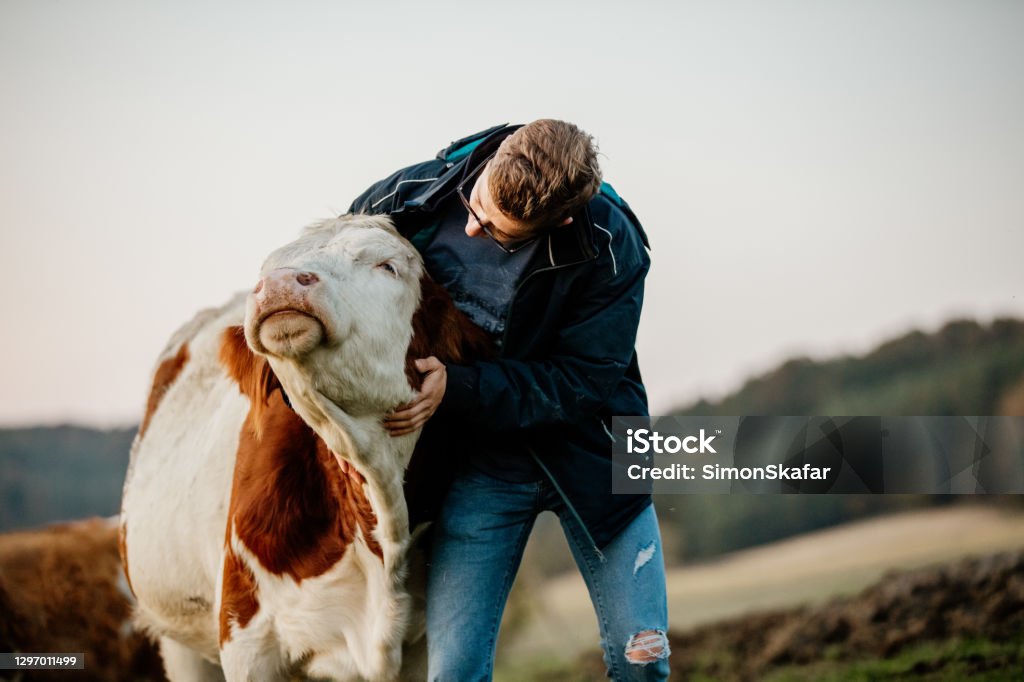 Portrait of a male farmer standing on his dairy farm Shot of a young farmer with his herd of livestock in the field Domestic Cattle Stock Photo