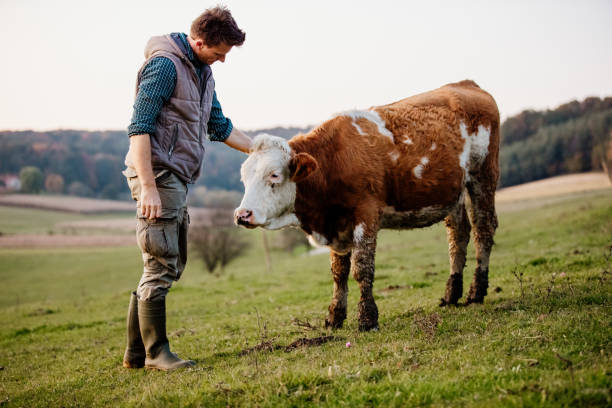 istock Farmer looking at cow in field 1297011502