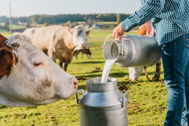 Farmer pouring raw milk into metal milkcans Farmer pouring raw milk into container in dairy farm. dairy farm stock pictures, royalty-free photos & images