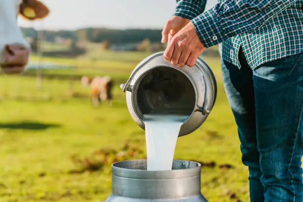 Farmer pouring raw milk into container in dairy farm.
