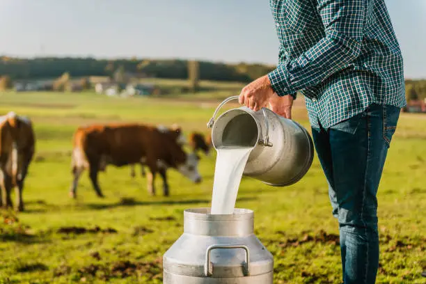 Farmer pouring raw milk into container in dairy farm.