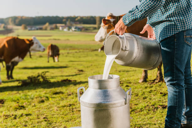 istock Farmer pouring raw milk into metal milkcans 1297011564