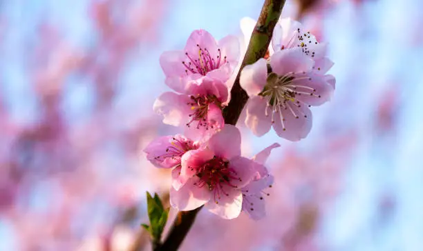 peach blossom, tree blossom, prunus persica, blossom