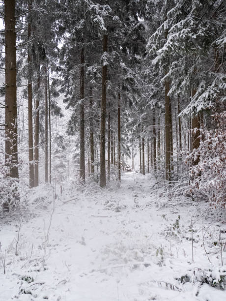 beautiful forest winter wonderland scene after heavy snowfall in switzerland low angle - lumber industry cold day forest imagens e fotografias de stock
