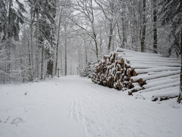 istock Cut stacked and marked tree trunks covered in snow in a forest pathway Switzerland 1297011878