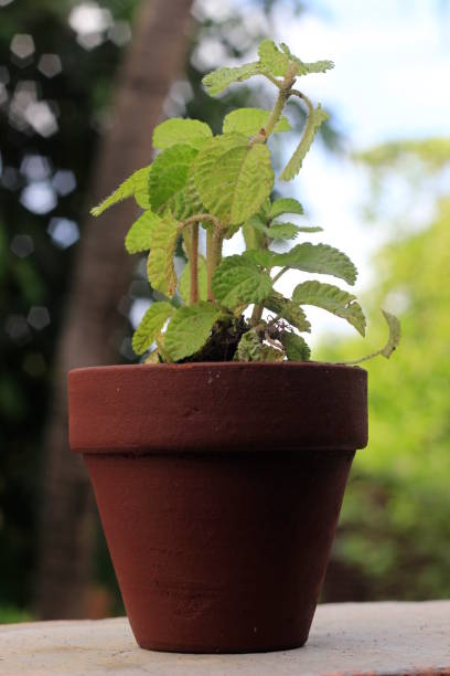 istock Mint, Small Plant in the morning sun shine 1297013490