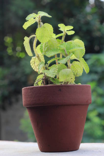 istock Mint, Small Plant in the morning sun shine 1297014477
