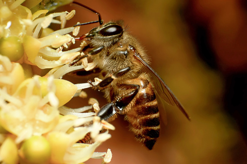 Super macro photo of bee with yellow betel nut flower background.