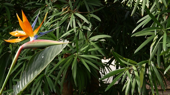 Strelitzia bird of paradise tropical crane flower, California USA. Orange exotic vivid floral blossom, amazon jungle rainforest atmosphere, natural lush foliage, trendy houseplant for home gardening.