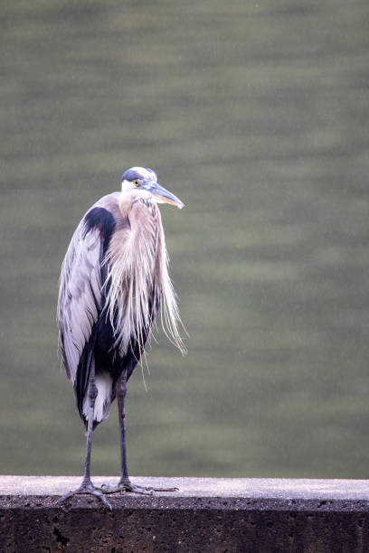 istock Gray Heron in the Rain 1297015072