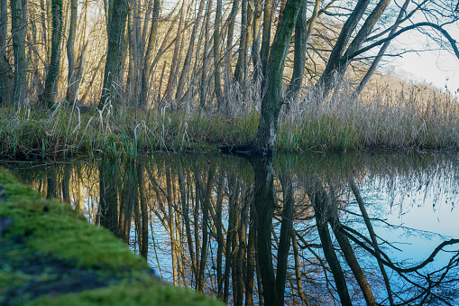 Reflections of trees on the water surface of Huwenowsee