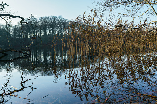 Reed plants reflecting on the water surface of Huwenowsee, Meseberg