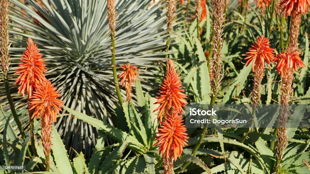 Aloe Suculenta Planta Flor Roja California Eeuu Flora Del Desierto Clima  Árido Natural Fondo Botánico De Cerca Viva Y Jugosa Flor De Aloe Vera  Jardinería En América Crece Con Cactus Y Agave