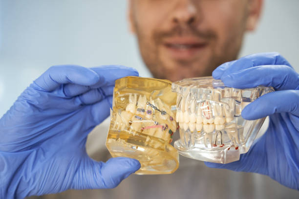 istock Qualified dentist in gloves holding two teeth replicas close 1297017936