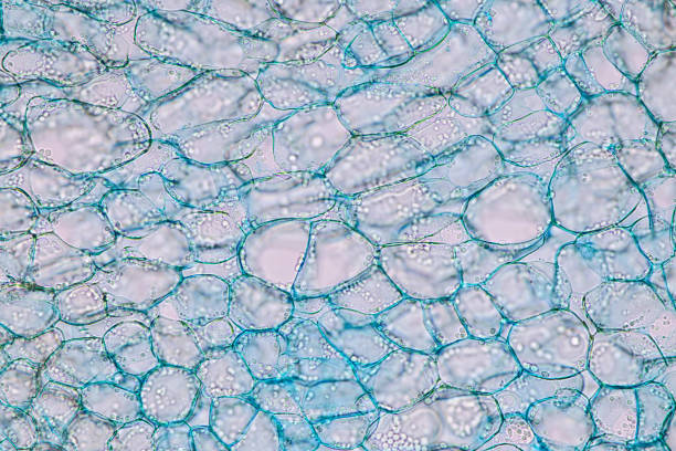 istock Host cells with spores (mold) are inside wood under the microscope for education. 1297018075