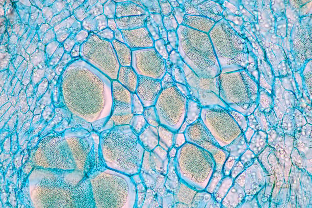 istock Host cells with spores (mold) are inside wood under the microscope for education. 1297018085