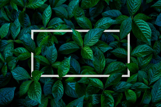 istock Square frame, Creative layout made of tropical flowers and leaves with paper card note. 1297018115