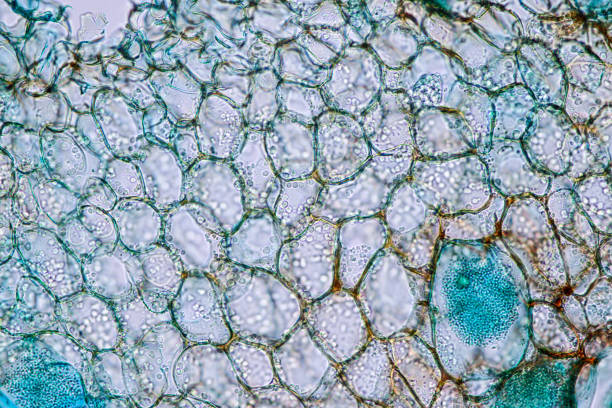 istock Host cells with spores (mold) are inside wood under the microscope for education. 1297018135