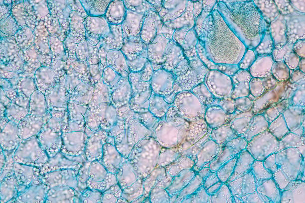 istock Host cells with spores (mold) are inside wood under the microscope for education. 1297018161
