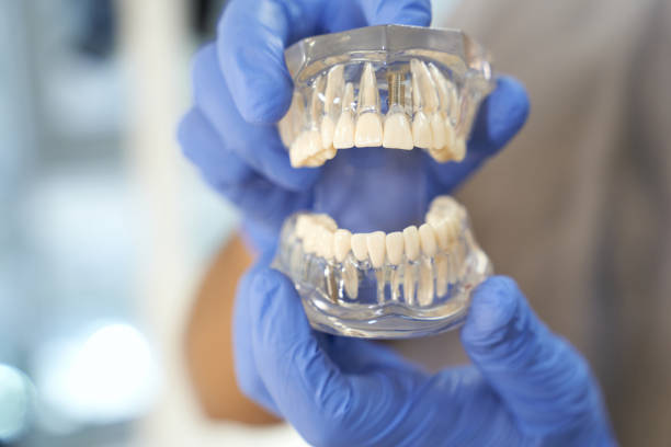 istock Dentist in gloves demonstrating model of human teeth 1297018166