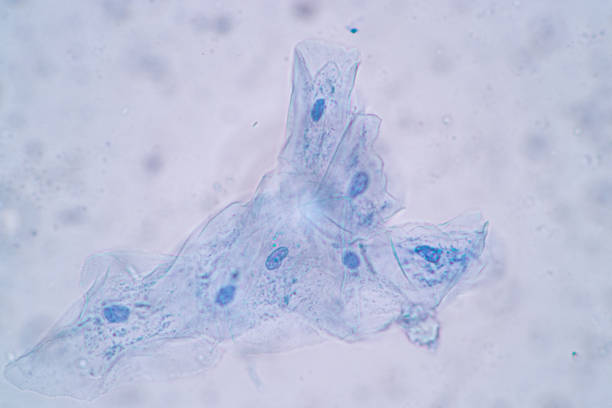 istock Characteristics of Squamous epithelial cell (Cell structure) of human under microscope view for education in laboratory. 1297018208
