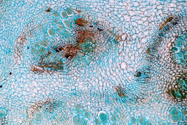 istock Host cells with spores (mold) are inside wood under the microscope for education. 1297018337