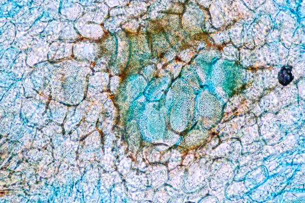 istock Host cells with spores (mold) are inside wood under the microscope for education. 1297018382