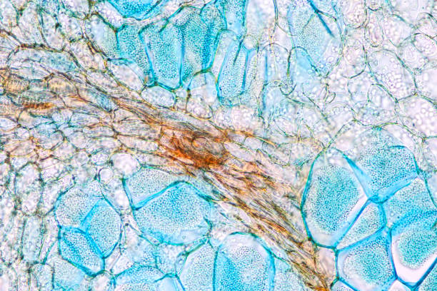 istock Host cells with spores (mold) are inside wood under the microscope for education. 1297018405