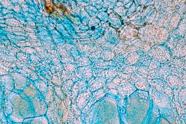 istock Host cells with spores (mold) are inside wood under the microscope for education. 1297018412
