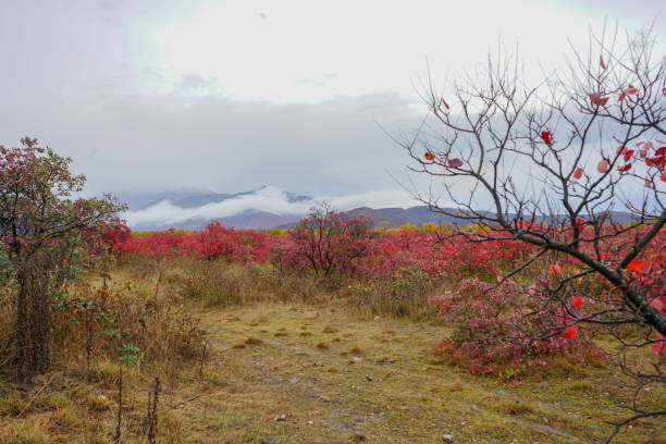 istock Autumn colors. Autumn Scenery field with red leaf trees. 1297018458