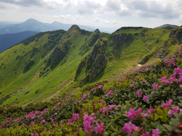 istock Pink flowers and green mountains 1297019290
