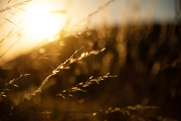 istock Beautiful blossom grass flower at golden time before sunset 1297019326