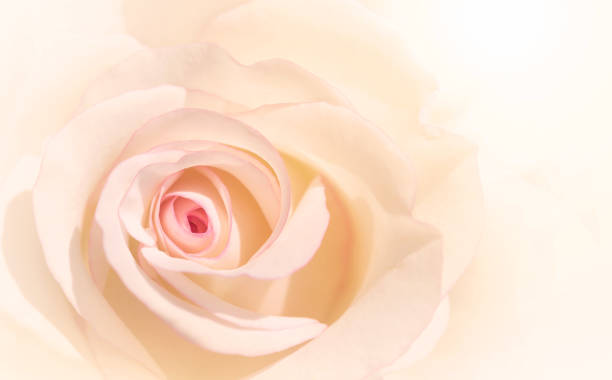 istock Pink Rose flowers for love wedding and valentines day with copy space. 1297019399