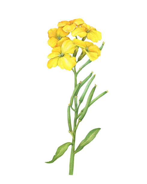 Сloseup of Erysimum cheiri yellow flower (also known as Cheiranthus cheiri, the wallflower). Hand drawn watercolor painting illustration isolated on white background. Сloseup of Erysimum cheiri yellow flower (also known as Cheiranthus cheiri, the wallflower). Hand drawn watercolor painting illustration isolated on white background. cheiranthus cheiri stock illustrations