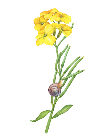 Snail creeping on a twig of Erysimum cheiri yellow flower (also known as Cheiranthus cheiri, the wallflower). Hand drawn watercolor painting illustration isolated on white background.