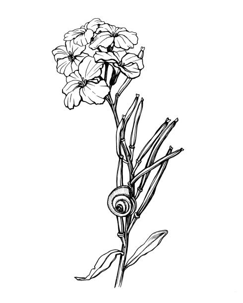 Snail creeping on a twig of Erysimum cheiri flower (also known as Cheiranthus cheiri, the wallflower). Black and white outline illustration hand drawn work isolated on white. Snail creeping on a twig of Erysimum cheiri flower (also known as Cheiranthus cheiri, the wallflower). Black and white outline illustration hand drawn work isolated on white. erysimum stock illustrations