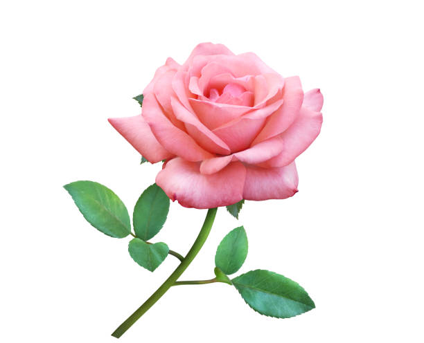 Pink Rose flowers isolated on white background for love wedding and valentines day stock photo