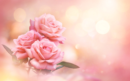 Pink Rose flowers on bokeh light glitter background for love wedding and valentines day with copy space.